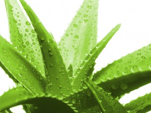 aloe plant (Medium)